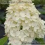 Aedhortensia Quick Fire Fab